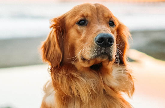 2026年属狗穿什么颜色 属于属狗人2026年幸运颜色