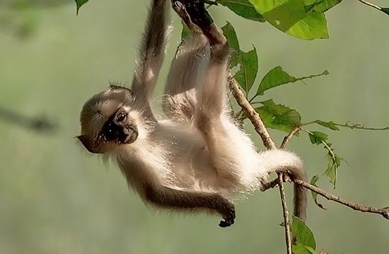 2026属猴不能穿的颜色