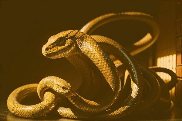 梦见斩杀大蛇是什么预兆 梦见斩杀大蛇是吉是凶