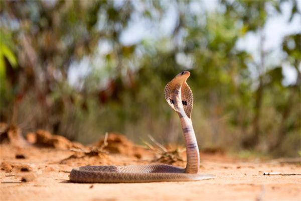 做梦梦见眼镜蛇